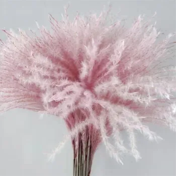 20szt dekoracje Ślubne kwiat różowy kortaderia pampasowa naturalny suchy bukiet kwiatów noclegi w rodzinie rekwizyty kwiaty